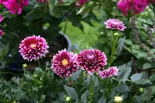 Terasse  3418.webp