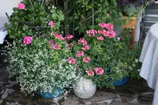 Terasse  3618.webp