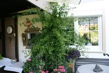 Terasse  3718.webp