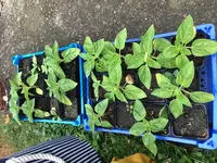 2018-08-09 Sonnenblumen.webp