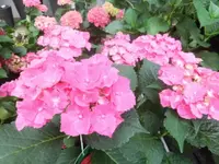 DSCI0277.webp