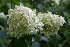 Rispenhortensie Lime Light0115.webp