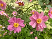 c013.webp