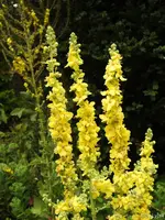 c014.webp
