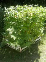 P8090675.webp