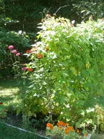 P8090691.webp