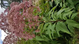 20180810_171512.jpg