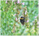 Hummel am Ysop 2.webp