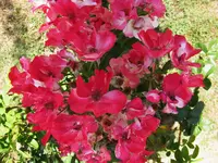 occhi di fata.webp