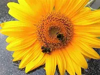 DSCI0580.webp