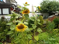 Sonnenblumen 9.webp