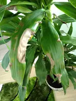IMG_20180812_0851197.webp