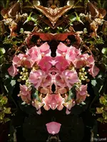 c019.webp