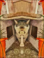 c020.webp