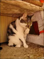 c021.webp