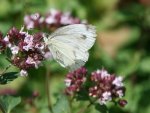 Schmetterling  2818a.JPG