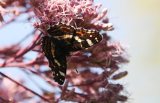 Schmetterling  3918.webp
