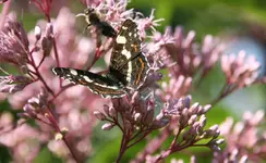 Schmetterling  4218.webp