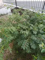IMG_20180812_174906.jpg