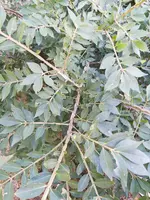 IMG_20180812_174912.jpg