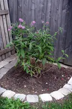 IMGP2918.webp