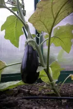 IMGP2920.webp