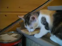 IMGP6604.webp