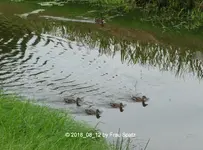 Forum Enten Fluss 2018_08_12 P1100291.webp
