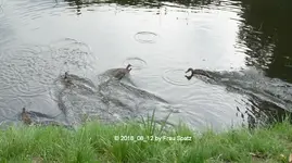 Forum Enten Fluss 2018_08_12 P1100295.webp