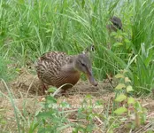 Forum Enten Küken 2 Böschung 2018_08_12 P1100381.webp