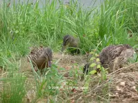 Forum Enten Küken 3 Böschung 2018_08_12 P1100382.webp