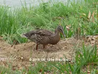 Forum Ente Küken Böschung 2018_08_12 P1100441.webp