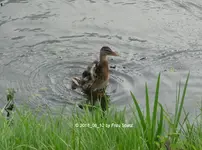 Forum Enten Küken Ärmchen fuchtelnd Fluss 2018_08_12 P1100361.webp