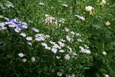 Kalimeris0115.webp