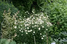 Kalimeris0518.webp