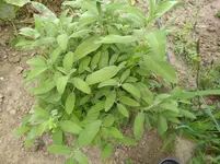 IMG_20180810_175758.webp