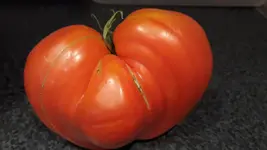 venus700g.webp