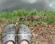 Enten 2018_08_14 P1100627.webp
