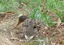 Enten Herzchen 2018_08_14 P1100676.webp