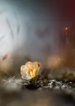 0M3A7404.webp