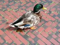 DSCI0185.webp