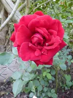 P1110587.webp