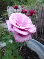 P1110590.webp