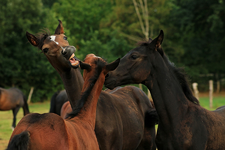 Kabbelei_playing_3 og a kind_foals_900.webp