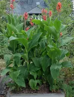 Canna.webp