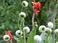Dahlie.webp