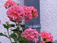 Geranien.webp