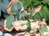 Hosta heute.jpg
