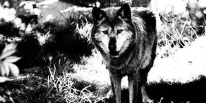 Wolfedit.webp