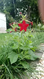 Ziertabak.webp